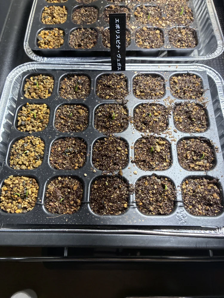 Agave utahensis var. eborispina Vegas (アガベ エボリスピナ ヴェガス)