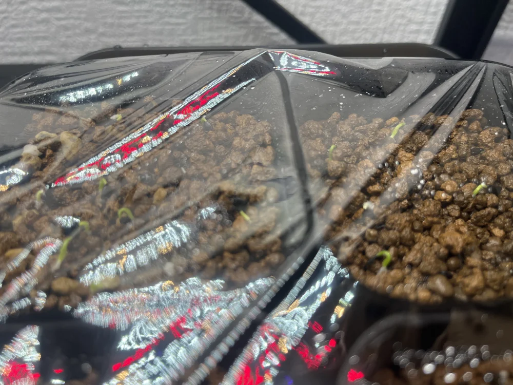 Agave utahensis var. eborispina (アガベ エボリスピナ)