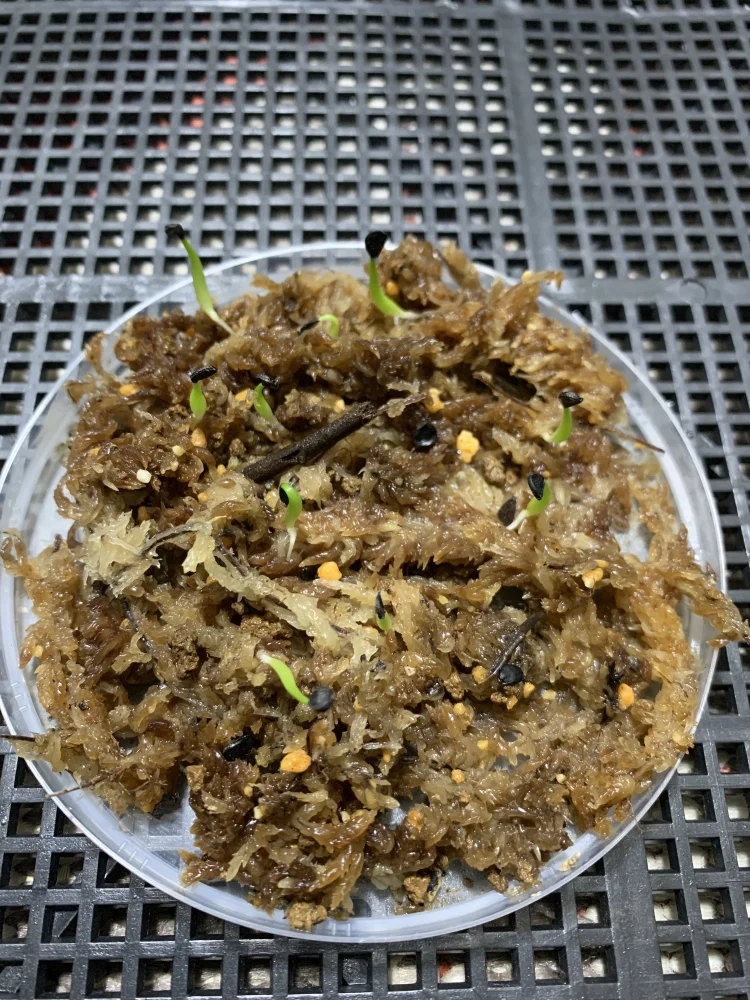 Agave victoriae-reginae var. compact (アガベ ビクトリアレジーナコンパクト)
