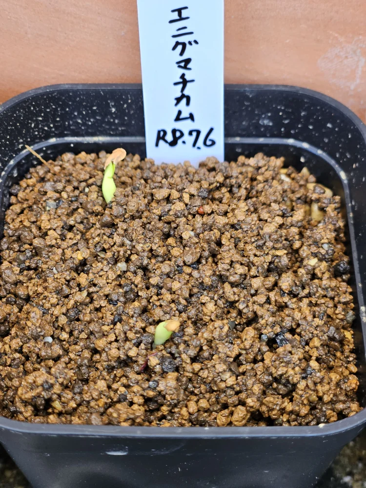 Pachypodium enigmaticum (パキポディウム エニグマチカム)