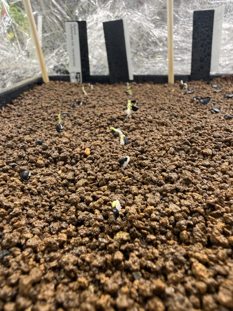 Agave utahensis ssp. utahensis (アガベ ユタエンシス)