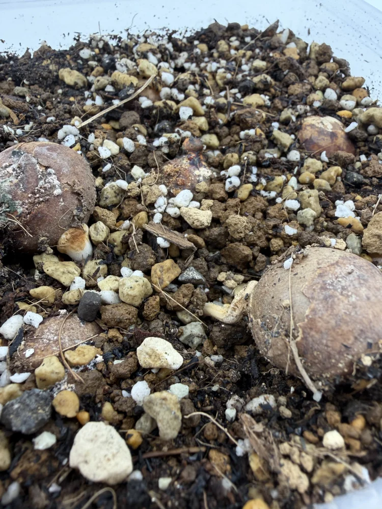 Johannesteijsmannia altifrons Joey palm (ヨハネステイスマニア アルティフロンズ)