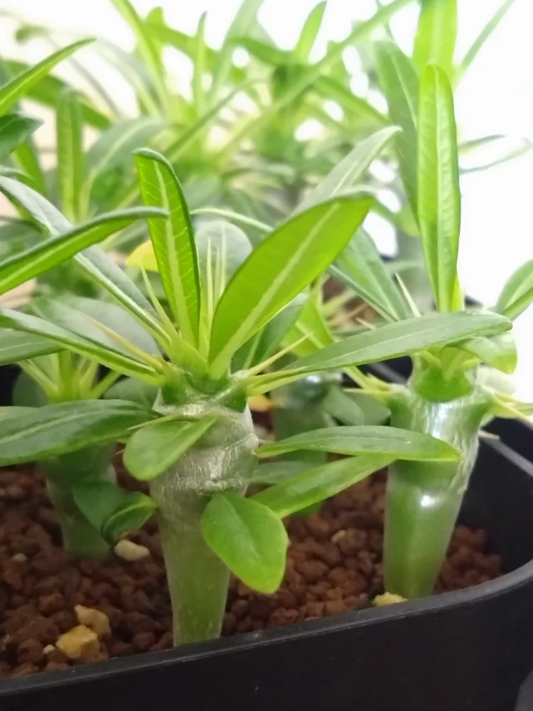 Pachypodium ambongense (パキポディウム アンボンゲンセ)