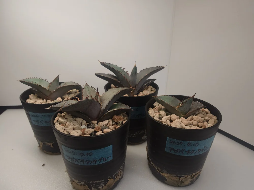 Agave titanota Blue Lot. (アガベ チタノタブルー)