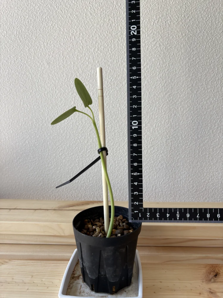 Jatropha podagrica yellow