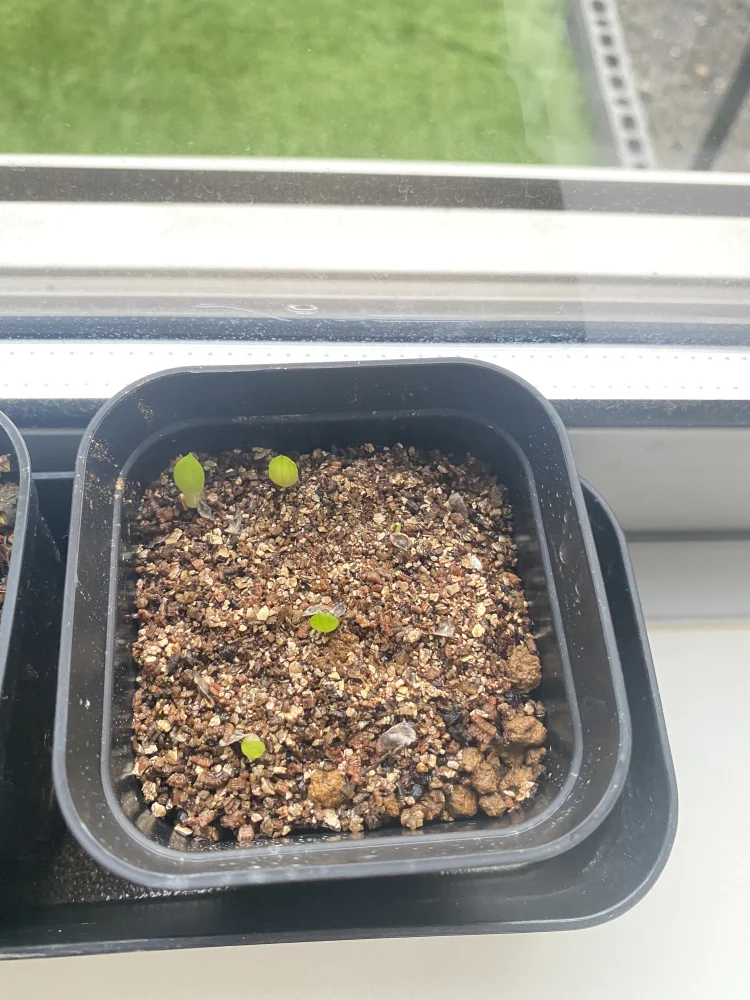 Aloe africana (アロエ アフリカーナ)