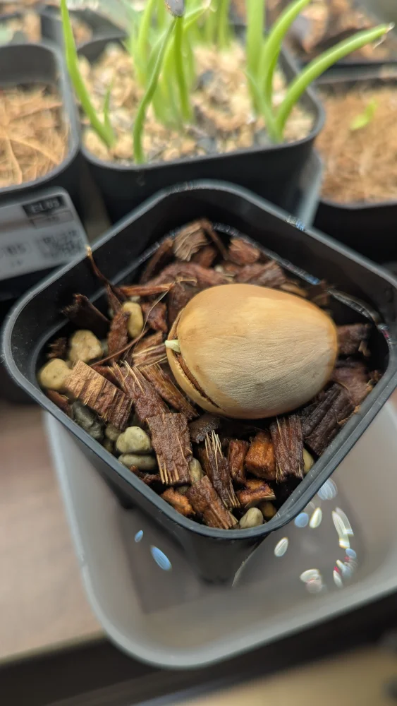 Cycas clivicola ssp. clivicola (サイカス クリビコーラ)