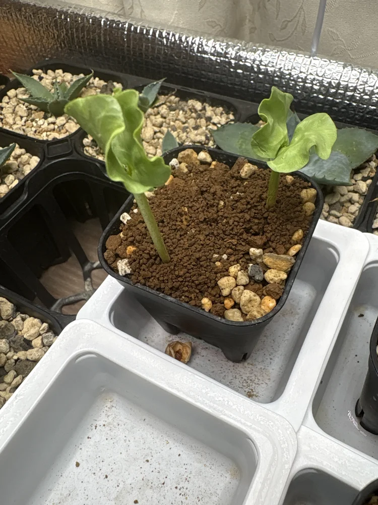 種子] コミフォラ クラウセリアナ Commiphora kraeuseliana｜塊根植物