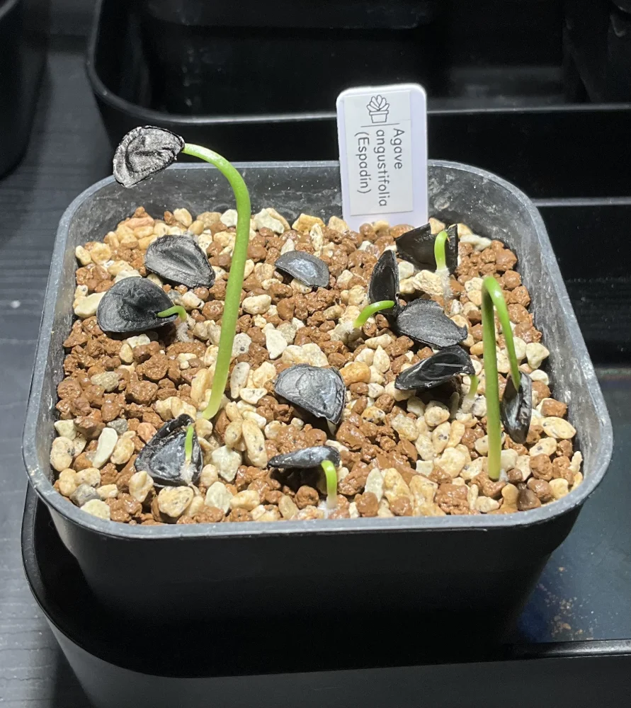 Agave angustifolia (アガベ アンガスティフォリア)