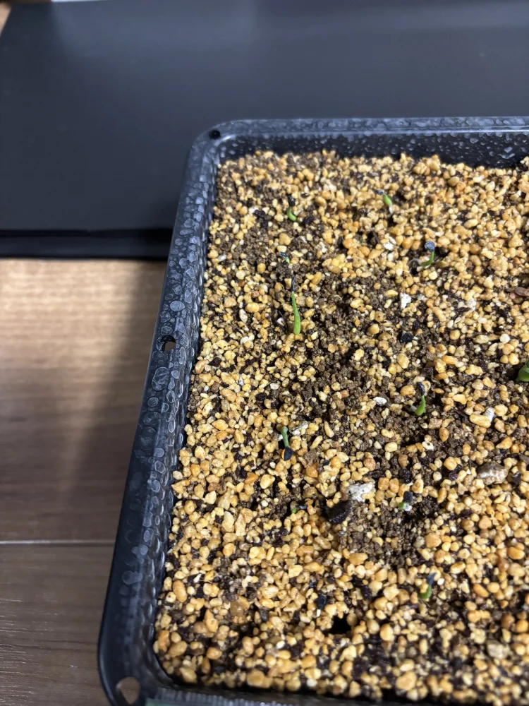  アガベ エボリスピナ ヴェガス 2023 Agave utahensis var. eborispina 'Vegas' Lot.2023