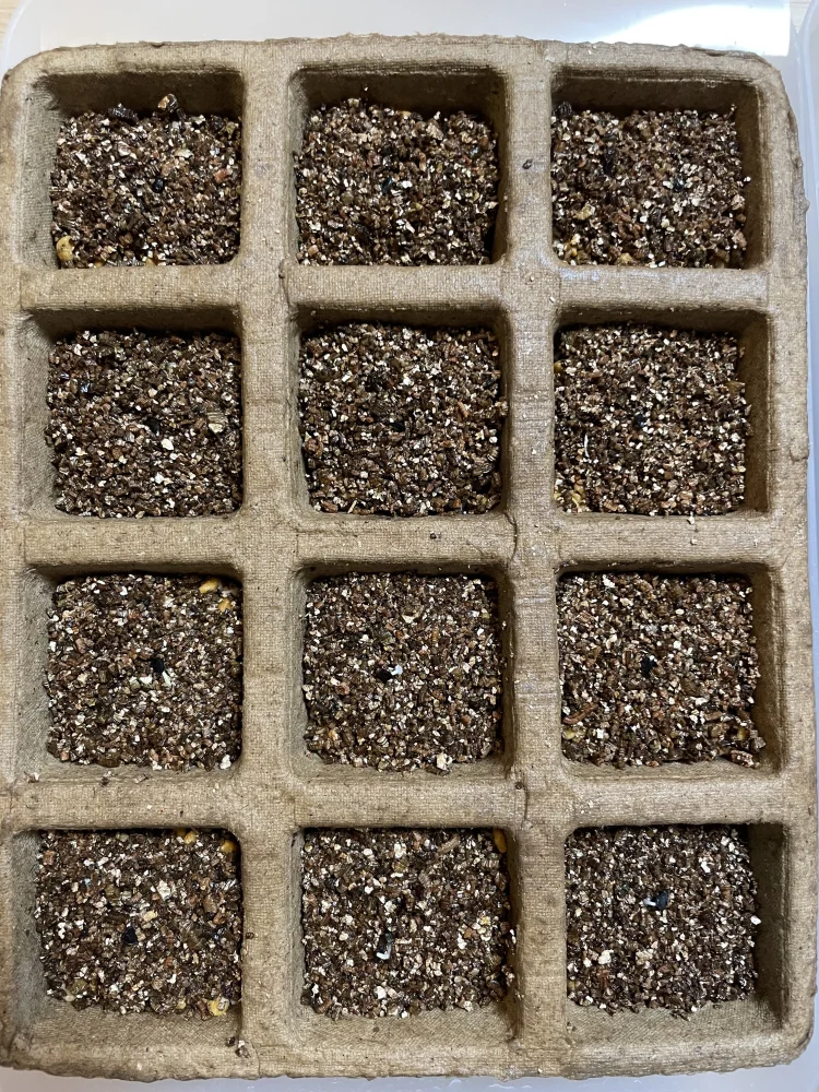  アガベ ミックス Agave Mix