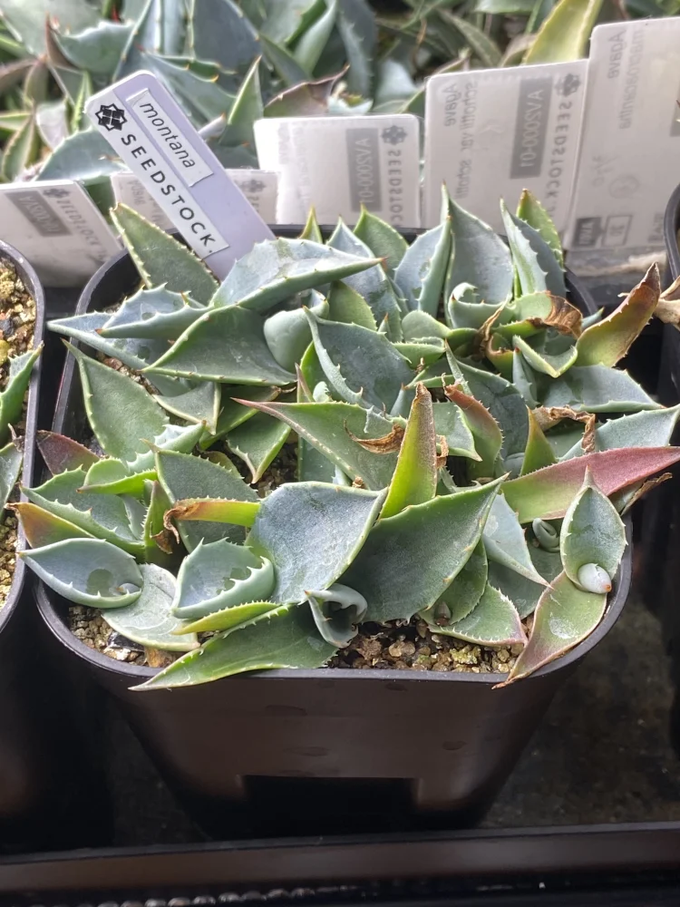  アガベ モンタナ Agave montana