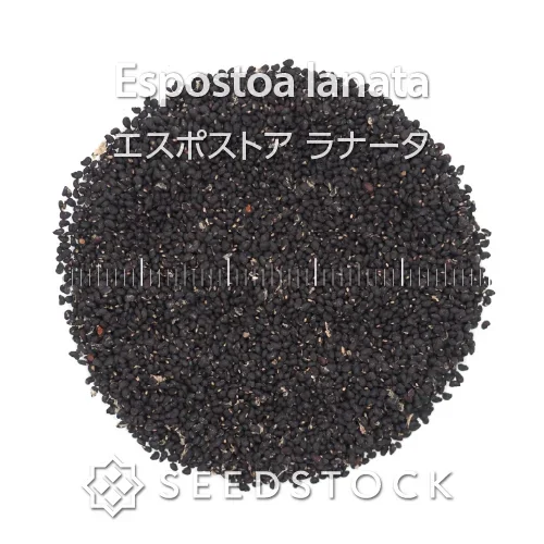Espostoa lanata var. gracilis (エスポストア ラナータ)