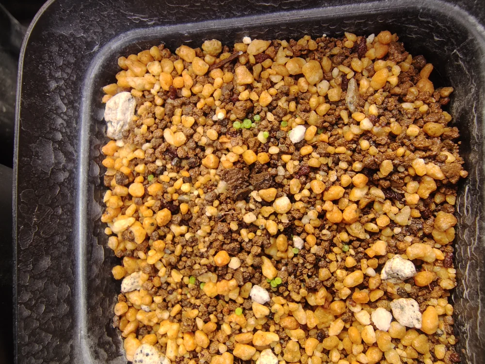 Lithops optica var. Rubra (リトープス 紅大内玉)