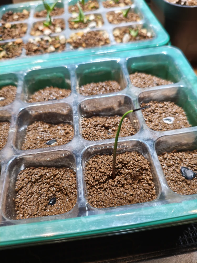 [プレゼント種子] Agave (unknown) メキシコ産謎のアガベ種子  Lot.FREE