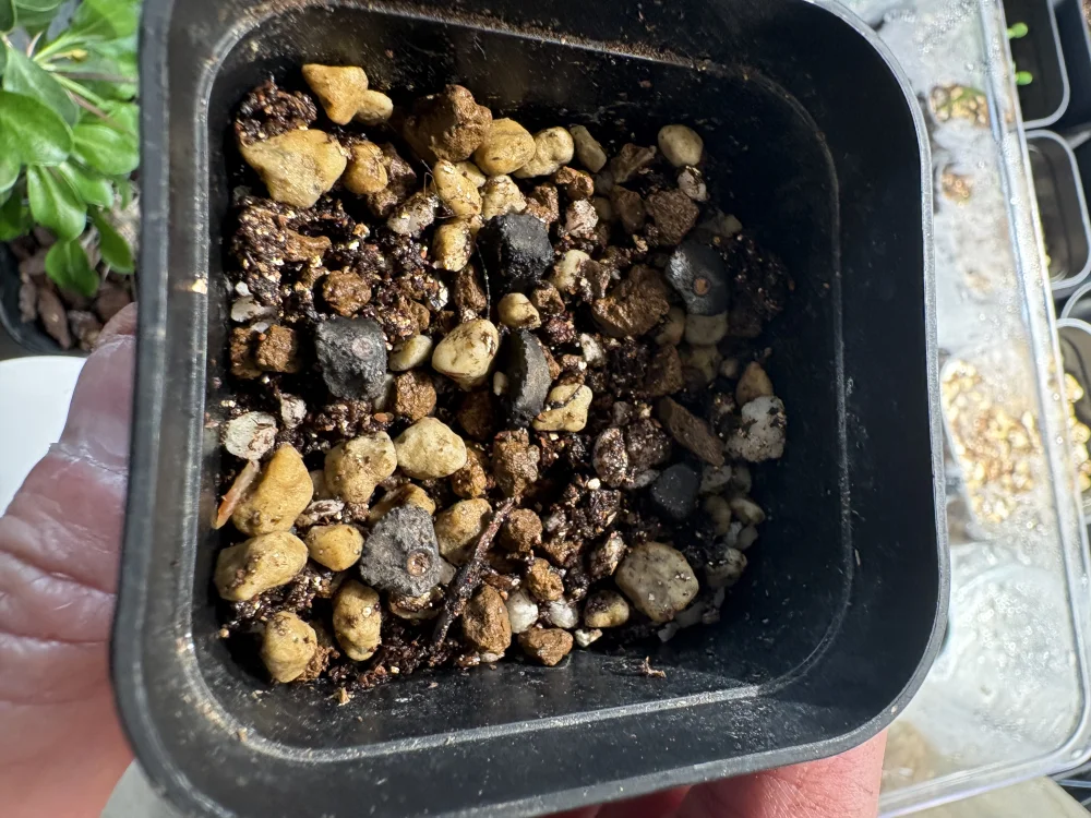 Musa sikkimensis (バナナ シッキメンシス レッドタイガー)