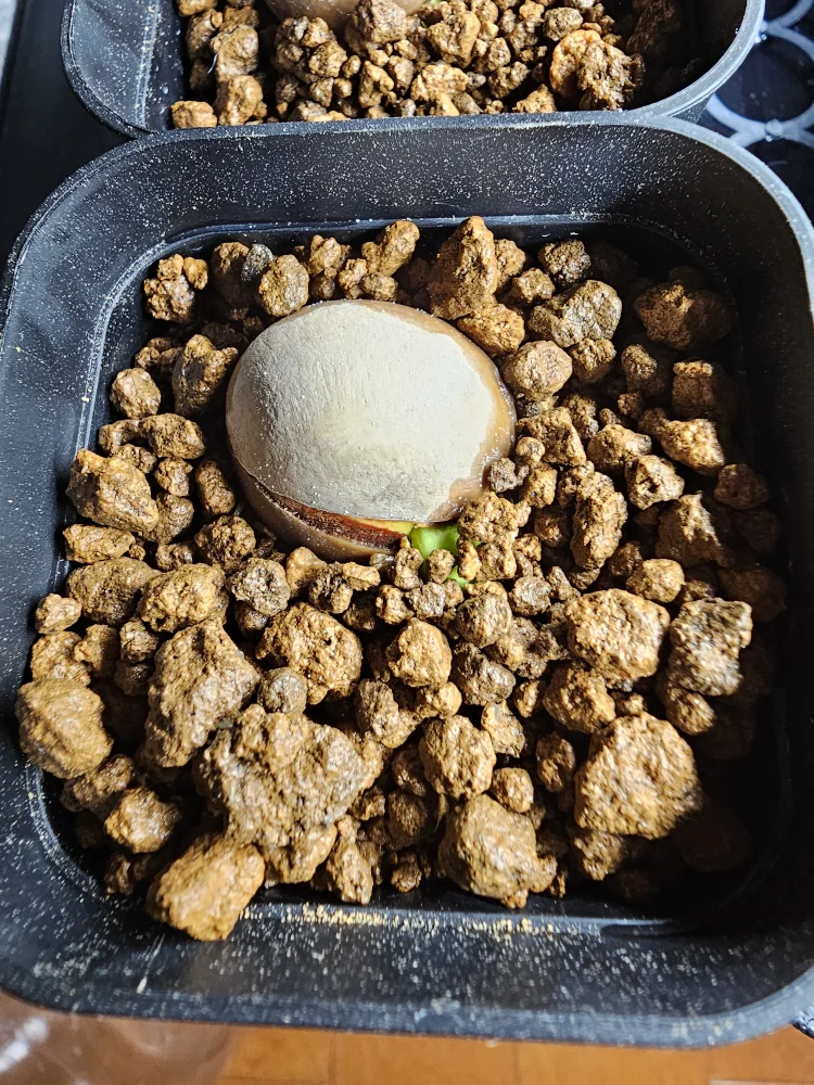 Cycas sp. (サイカス タイシルバー)