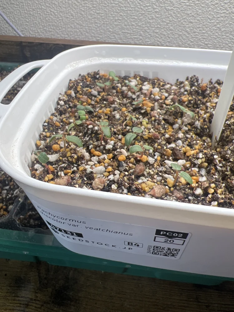 パキコルムス ディスカラー ビーチアナス Pachycormus discolor var. veatchianus