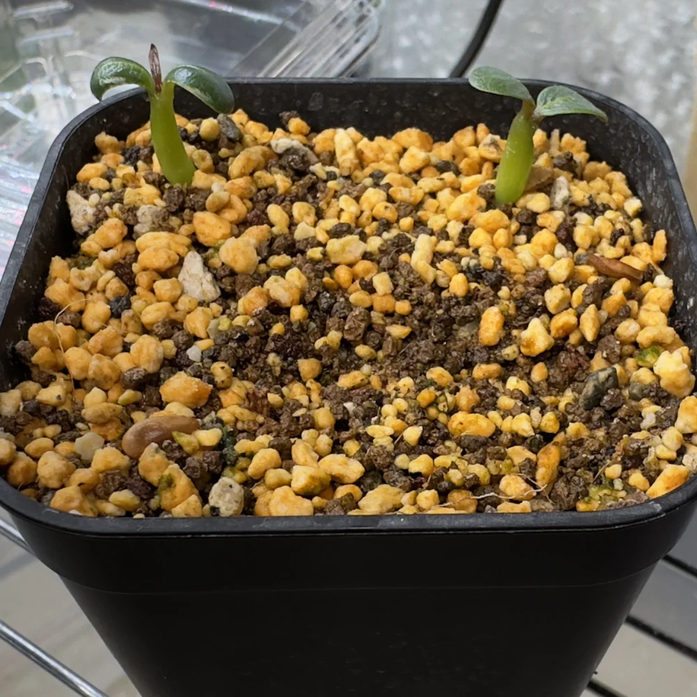 Pachypodium windsorii (パキポディウム ウィンゾリー)