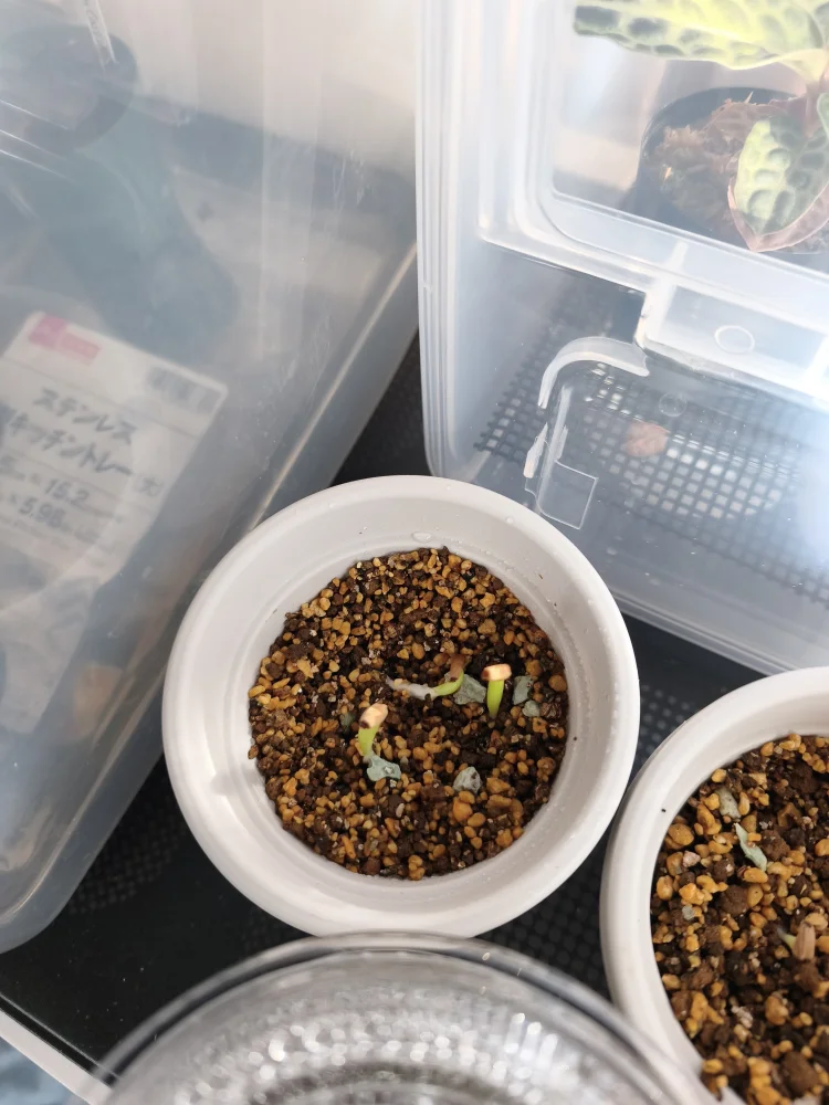 Adenium somalense var. black somalense (アデニウム ブラックソマレンセ)