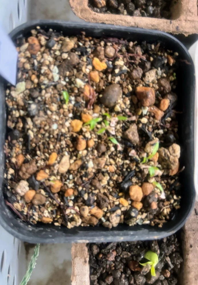種子専門ショップ 多肉植物・塊根植物・観葉植物 - SEEDSTOCK